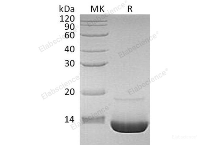 Recombinant Human Complement Component C3a/C3a Protein-Elabscience