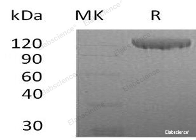 Recombinant Human Contactin-2/CNTN2/TAG-1 Protein(C-6His)-Elabscience