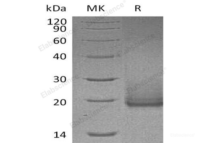 Recombinant Human Cryptic Protein Protein(C-6His)-Elabscience