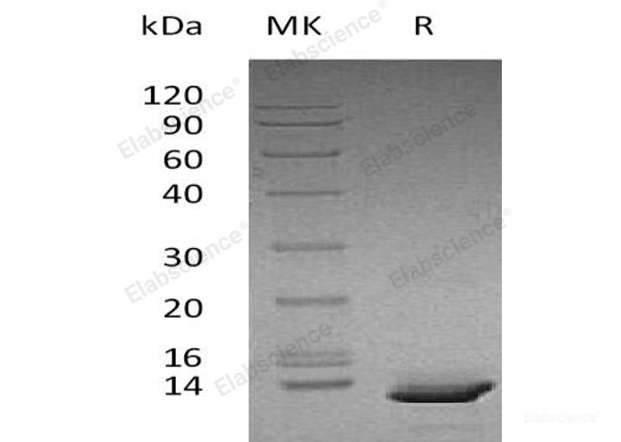 Recombinant Human C-X-C Motif Chemokine 10/CXCL10 Protein-Elabscience
