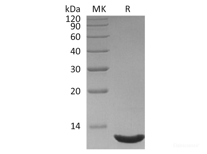 Recombinant Human C-X-C Motif Chemokine 12/CXCL12/SDF-1(19-93) Protein-Elabscience