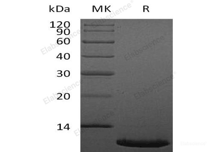 Recombinant Human C-X-C Motif Chemokine 12/CXCL12/SDF-1(22-89) Protein-Elabscience