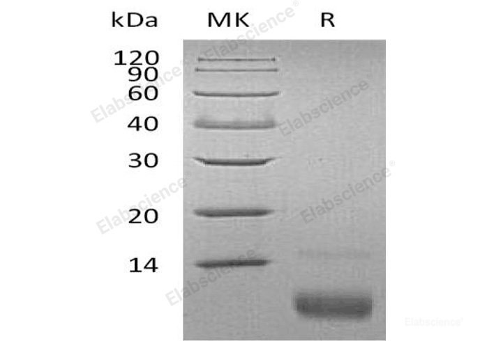 Recombinant Human C-X-C Motif Chemokine 12/CXCL12/SDF-1(22-93) Protein-Elabscience