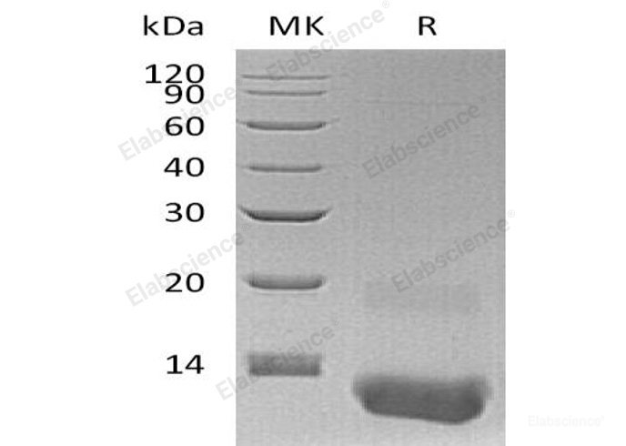 Recombinant Human C-X-C Motif Chemokine 3/CXCL3/GROγ Protein(N-6His)-Elabscience