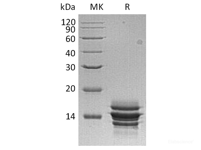 Recombinant Human C-X-C Motif Chemokine 7/CXCL7/NAP-2 Protein(C-6His)-Elabscience