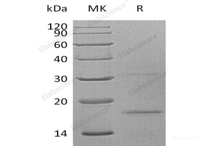 Recombinant Human C-X-C Motif Chemokine 9/CXCL9/MIG Protein(C-6His)-Elabscience