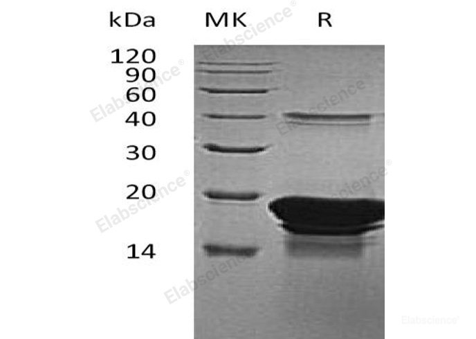 Recombinant Human Endothelial Differentiation-Related Factor 1/EDF1/MBF1 Protein(C-6His)-Elabscience