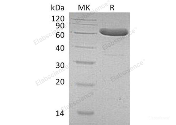 Recombinant Human EpCAM/TROP1/CD326 Protein(C-Fc)-Elabscience