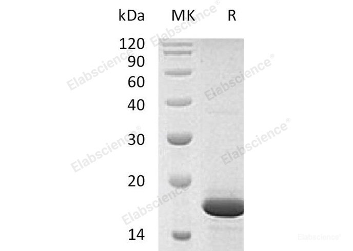 Recombinant Human Fibroblast Growth Factor 2/FGF-2/FGFb(Pro143-Ser288) Protein-Elabscience