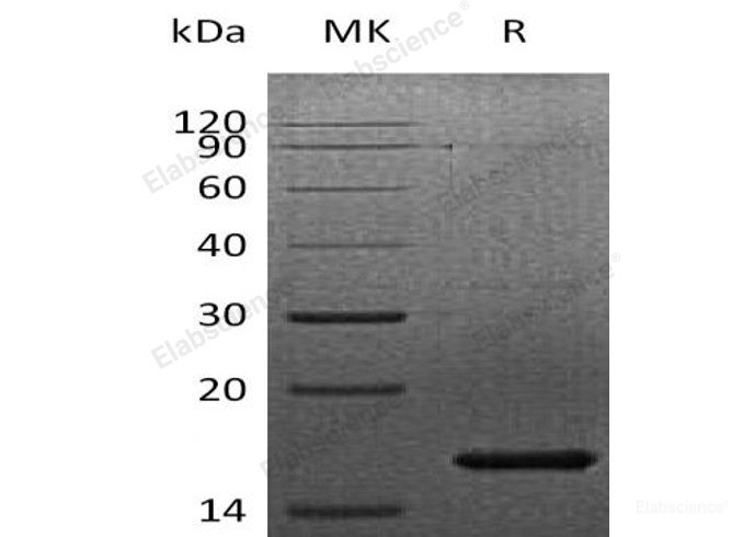 Recombinant Human Fibroblast Growth Factor 7/FGF-7/KGF Protein-Elabscience