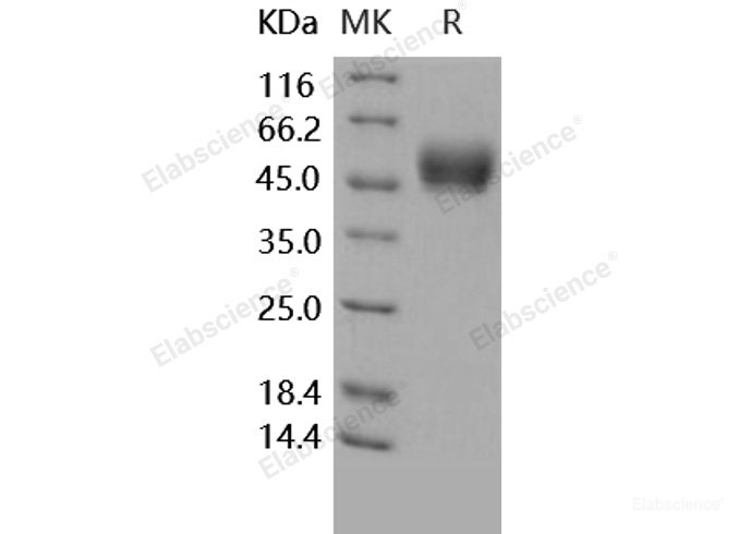 Recombinant Human IL13 Protein (Fc Tag)-Elabscience