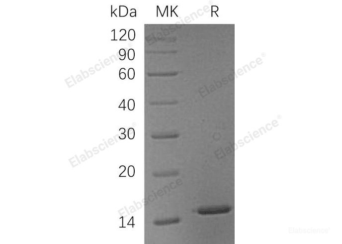 Recombinant Human Galectin-1/LGALS1 Protein(C-6His)-Elabscience