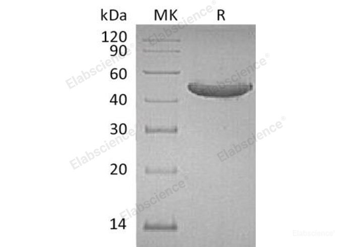 Recombinant Human GITR/TNFRSF18/CD357 Protein(C-Fc)-Elabscience