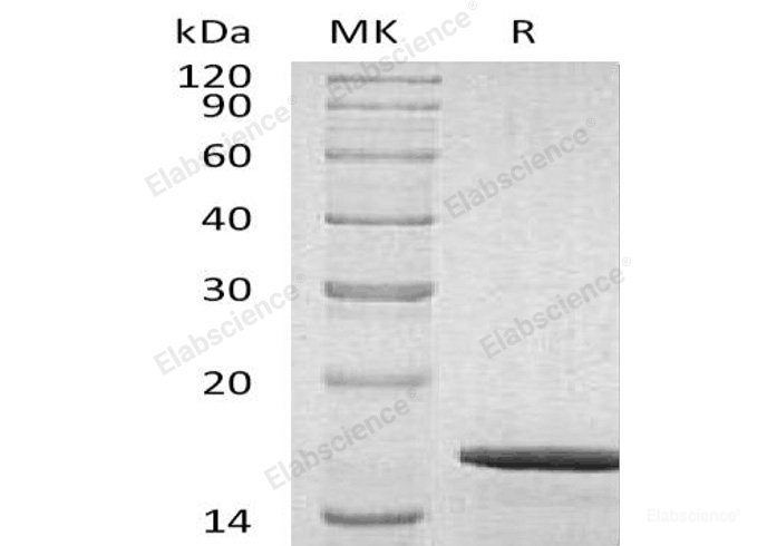 Recombinant Human Glial Cell Line-Derived Neurotrophic Factor/GDNF Protein-Elabscience