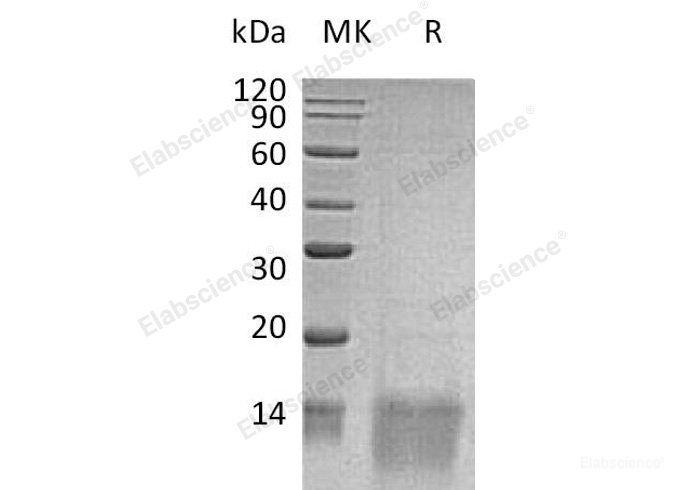 Recombinant Human Growth Dfferentiation Factor 11/GDF-11/BMP-11 Protein-Elabscience