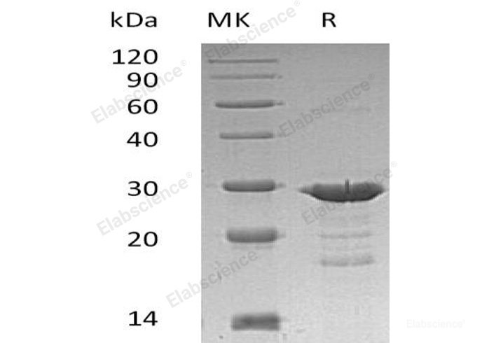 Recombinant Human Growth Factor Receptor-Bound Protein 2/GRB2/ASH Protein(C-6His)-Elabscience