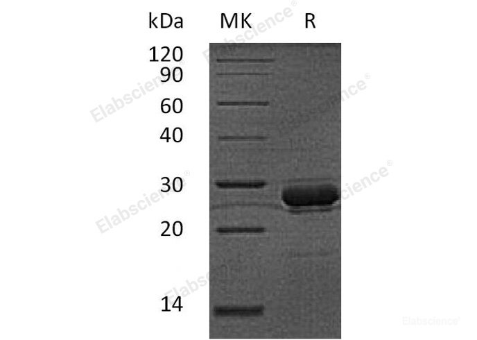 Recombinant Human Hepcidin/HAMP Protein(N-GST)-Elabscience