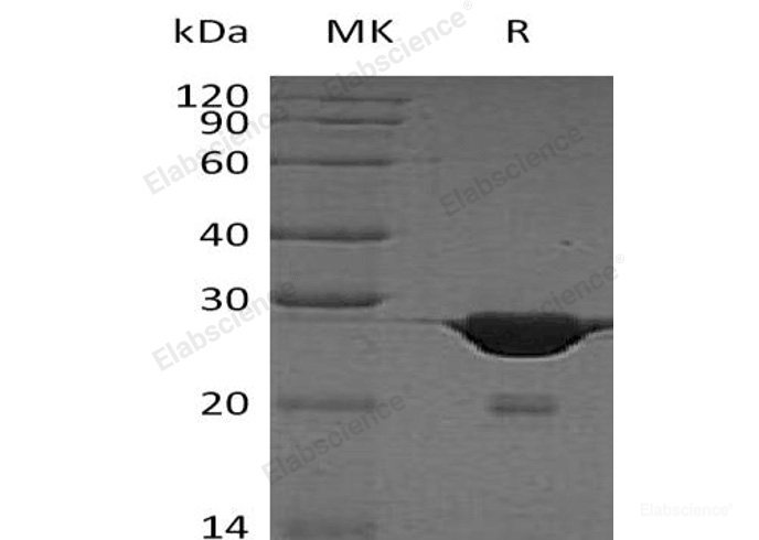 hmgb1-19 Search Results Page1 - Elabscience