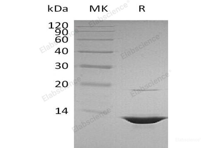 Recombinant Human High Mobility Group Protein B1/HMGB1 Protein(N-MARI)-Elabscience