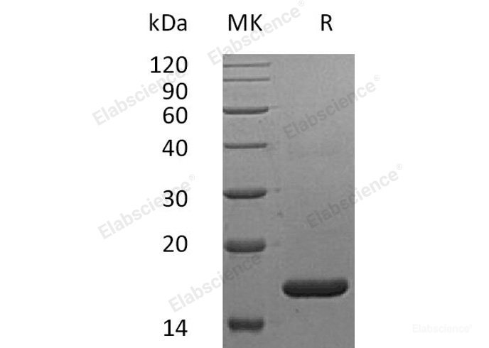 Recombinant Human Interferon α2A Variant Protein(Lys46)/IFN-α2A-Elabscience
