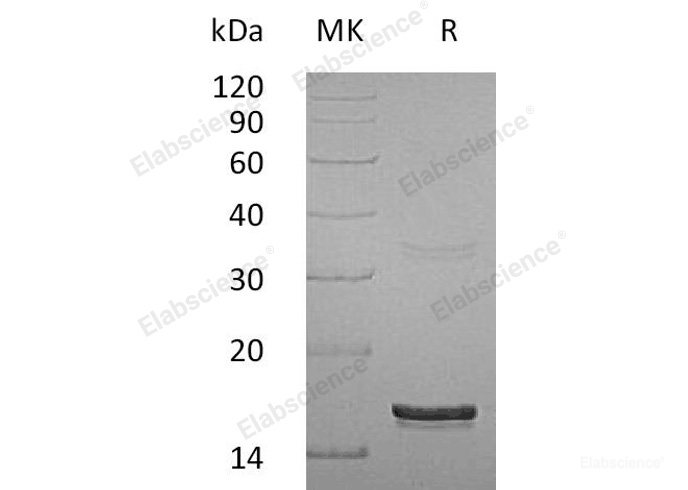 Recombinant Human Interferon γ/IFN-γ Protein-Elabscience