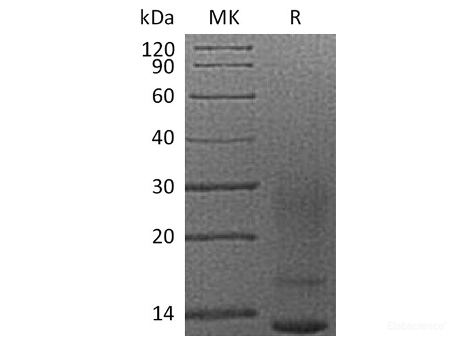 Recombinant Human Interleukin-13/IL-13 Protein(C-6His)-Elabscience