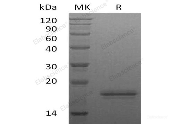 Recombinant Human Interleukin-16/IL-16 Protein-Elabscience