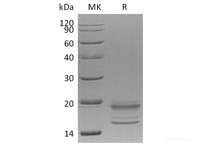 Recombinant Human Interleukin-17A/F Heterodimer/IL-17A & IL-17F Protein(C-6His)-Elabscience