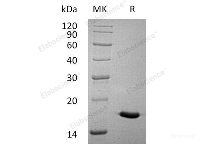Recombinant Human Interleukin-17A/IL-17A Protein-Elabscience