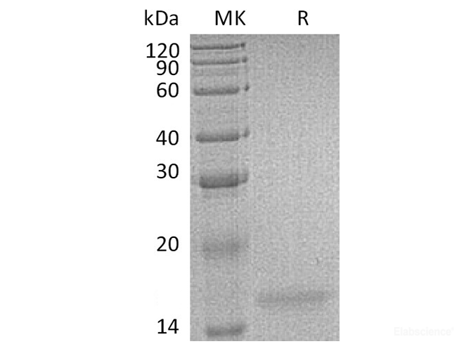 Recombinant Human Interleukin-17F/IL-17F Protein-Elabscience