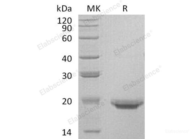 Recombinant Human Interleukin-17F/IL-17F Protein(C-6His)-Elabscience