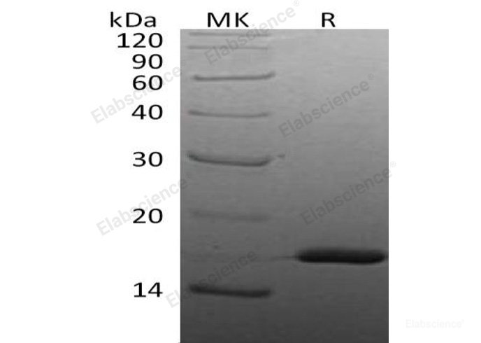 Recombinant Human Interleukin-1β/IL-1β Protein-Elabscience