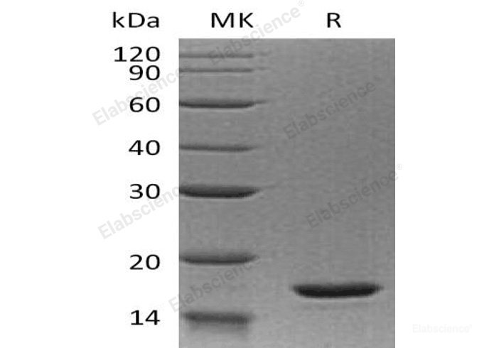Recombinant Human Interleukin-20/IL-20 Protein-Elabscience