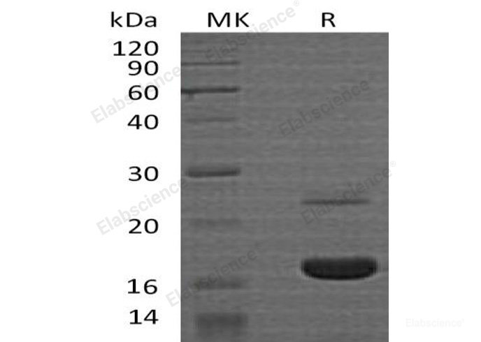 Recombinant Human Interleukin-25/IL25/MYDGF Protein(N-6His)-Elabscience