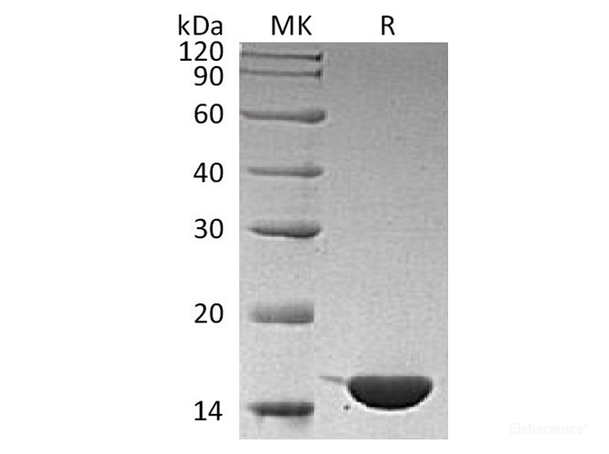 Recombinant Human Interleukin-36γ/IL-36γ/IL-1F9 Protein-Elabscience