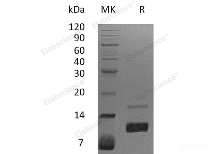 Recombinant Human Interleukin-8/IL-8(Ser28-Ser99) Protein-Elabscience