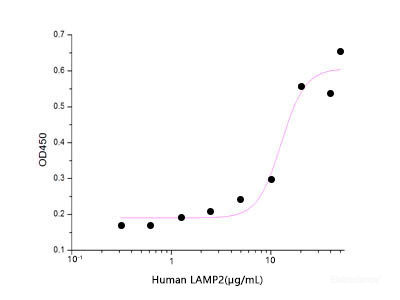 Immobilized Human LGALS3(Cat: PKSH032474) at 1.5μg/ml(100 μl/well) can bind Human LAMP2-His. The ED50 of Human LAMP2-His is 12.73 ug/ml .
