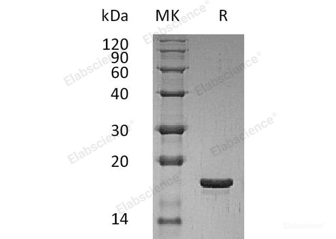 Recombinant Human Leukemia Inhibitory Factor/LIF Protein-Elabscience