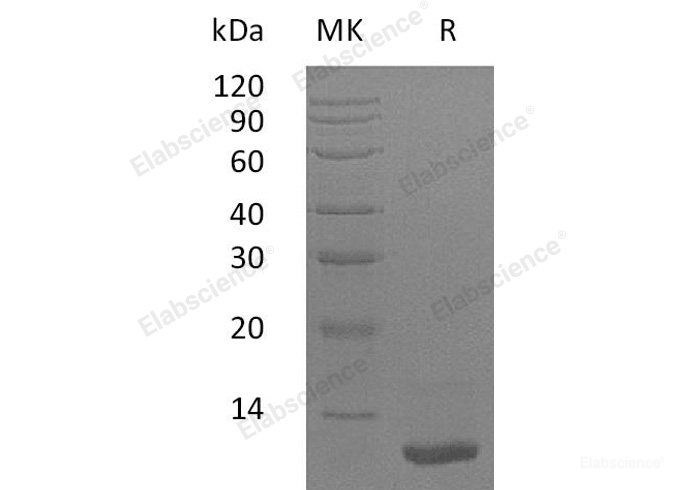 Recombinant Human LR3 Insulin-Like Growth Factor I/LR3-IGF-1 Protein(MG)-Elabscience