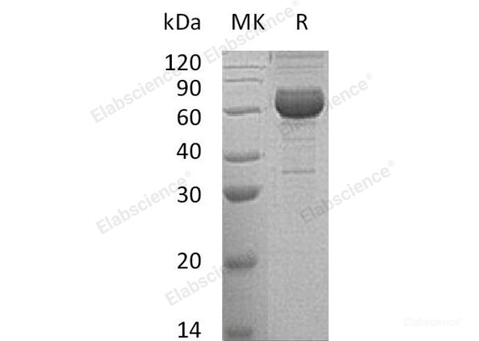 Recombinant Human Natural Cytotoxicity Triggering Receptor 1/NCR1/NKp46/CD335 Protein(C-Fc)-Elabscience
