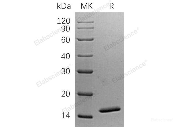 Recombinant Human NHP2-Like Protein 1/NHP2L1 Protein(N-6His)-Elabscience