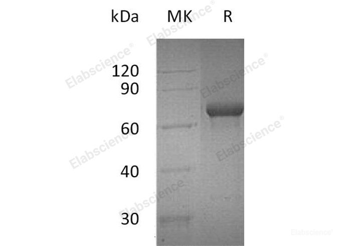 Recombinant Human OX40/TNFRSF4/CD134 Protein(C-Fc)-Elabscience