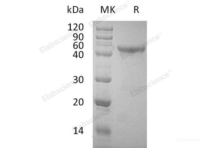 Recombinant Human OX40/TNFRSF4/CD134 Protein(N-Fc)-Elabscience