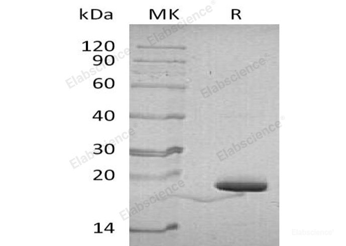 Recombinant Human Parvulin-14/PIN4 Protein(N-6His)-Elabscience