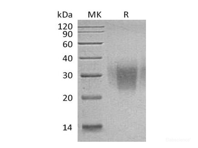 Recombinant Human PDCD1/PD-1/CD279 Protein(C93S Mutant, C-6His)-Elabscience