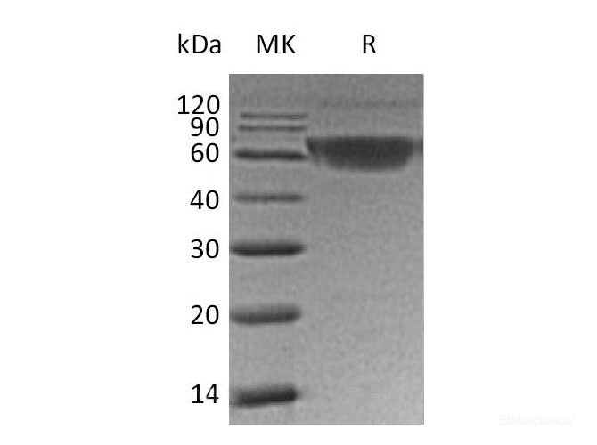 Recombinant Human PDCD1/PD-1/CD279 Protein(C-mFc)-Elabscience