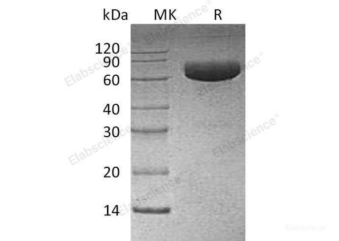 Recombinant Human PD-L1/B7-H1/CD274 Protein(C-mFc)-Elabscience