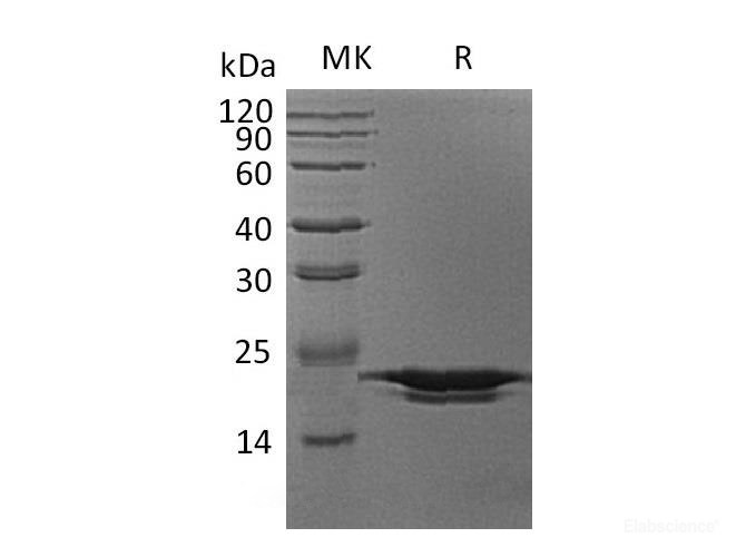 Recombinant Human Peptidyl-Prolyl Cis-Trans Isomerase H/PPIH Protein(N-6His)-Elabscience