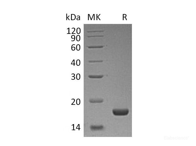Recombinant Human PLA2G1B/PLA2/PLA2A Protein(C-6His)-Elabscience