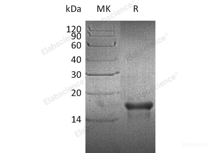 Recombinant Human Platelet-Derived Growth Factor AA/PDGF-AA Protein-Elabscience
